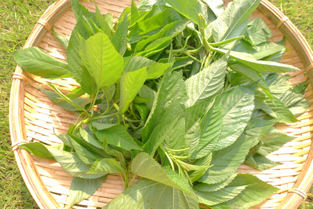 アトピーに効いたモロヘイヤ